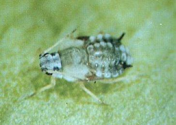 Watermelon_Insects_01